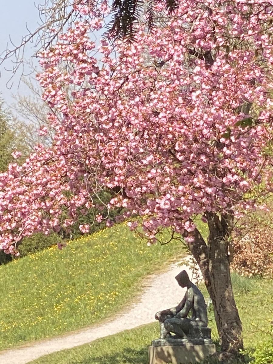 Hanami in Zurich